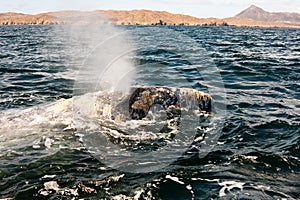 Whale Blowing Water in the Bay