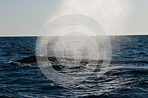 Whale Blowing Water in open water