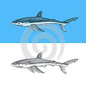 Whale or Blue shark. Marine predator animal. Sea life. Hand drawn vintage engraved sketch. Ocean fish. Vector