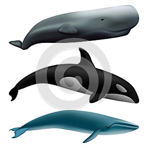 Whale blue tale fish mockup set, realistic style