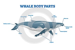 Whale body parts vector illustration. Labeled educational mammal structure. photo