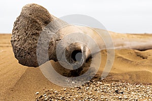 Whale bone in Namibe desert in Angola