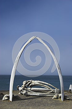 Whale bones