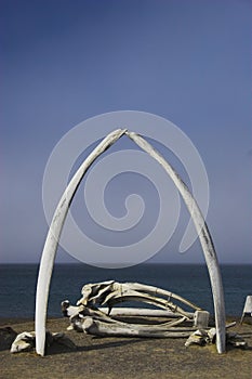 Whale bones