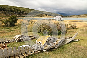 Whale skeleton at Estancia Harberton near Ushuaia in Tierra del Fuego, Argentina. photo