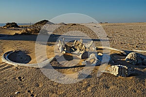 Whale bones, Meob Bay whaling station, Namibia, Africa