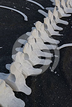 Whale bones at Punta Espinosa, Fernandina Island, Galapagos Islands photo