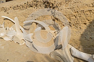 Whale bones in sand on the beach shore.