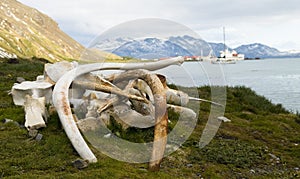 Whale Bones - South Georgian Whaling Station photo