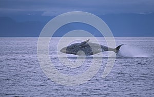 Veľryba porušenie 