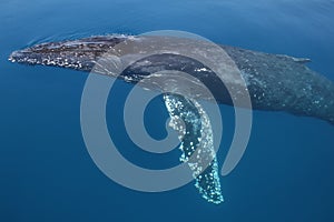 Whale breaching photo