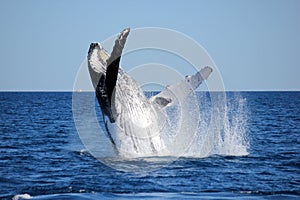 Whale Breaching