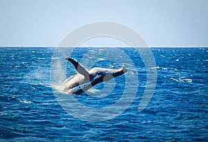 Whale breaching