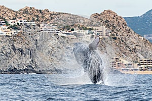 Whale breaching in los cabos mexico