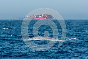 Whale breaching near cargo ships