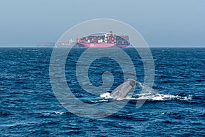 Whale breaching near cargo ships photo