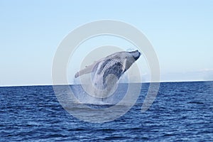 Whale Breaching photo