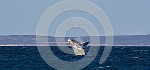 Whale calf jumping, Peninsula valdes, photo