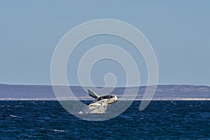 Whale calf jumping, Peninsula valdes, photo
