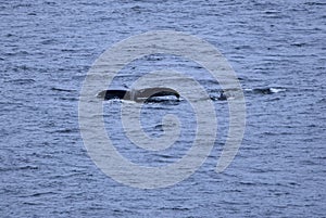 Whale and calf in the water