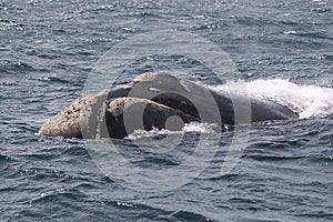 Whale Cetacean Eubalaena australis photo