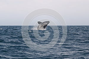 Whale Cetacean Eubalaena australis photo