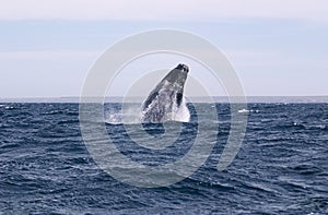 Whale Cetacean Eubalaena australis photo