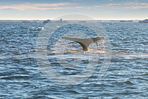 Whale dive near Ilulissat among icebergs. A global warming and catastrophic thawing of ice, Disko Bay, Greenland