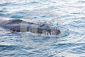 Whale dive near Ilulissat among icebergs. A global warming and catastrophic thawing of ice, Disko Bay, Greenland