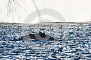 Whale dive near Ilulissat among icebergs. Their source is by the Jakobshavn glacier.