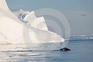 Whale dive near Ilulissat among icebergs. Their source is by the Jakobshavn glacier. The source of icebergs is a global warming