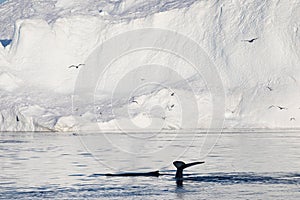 Whale dive near Ilulissat among icebergs. Their source is by the Jakobshavn glacier. The source of icebergs is a global warming