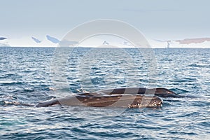 Whale dive near Ilulissat among icebergs. A global warming and catastrophic thawing of ice, Disko Bay, Greenland photo