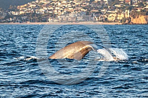 Whale dives in the Pacific ocean