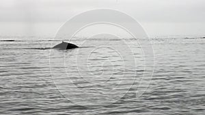 Whale dives into the water of Pacific Ocean in Alaska.