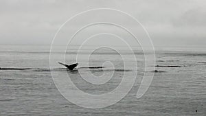 Whale dives into the water of Pacific Ocean in Alaska.