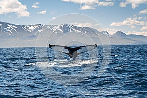 Whale diving on the Iceland coast near Husavik