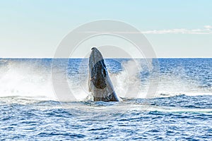 Whale emerging from the ocean of the Australian coastline