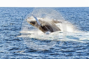 Whale flipping back into the ocean after breaching