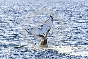 Whale showing off itÃ¢â¬â¢s tail in the ocean