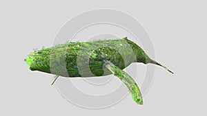 whale flower isolated on gray background with Clipping Path.