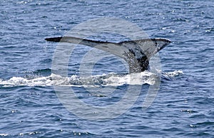 Whale fluke