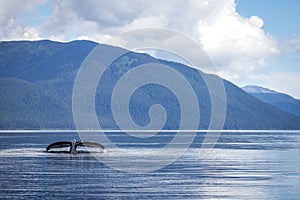 Whale fluke photo