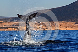 Whale Fluke with ocean spray in Cabo San Lucas Mexico