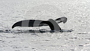 Whale fluke (tail) photo