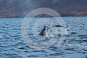 Whale fluke in waters off Dalvik, Iceland