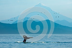 Whale flukes in blue mountains and sea in Kamchatka, Russia