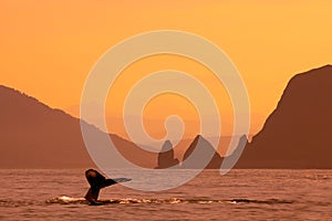 Whale flukes in sunset sea in Kamchatka, Russia