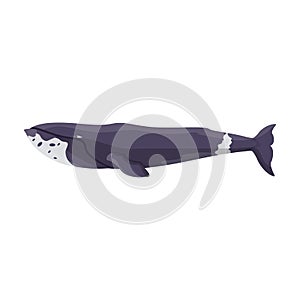 Whale Greenlandic vector icon.Cartoon vector icon isolated on white background whale Greenlandic .