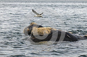 Whale and gull in Peninsula Valdes,